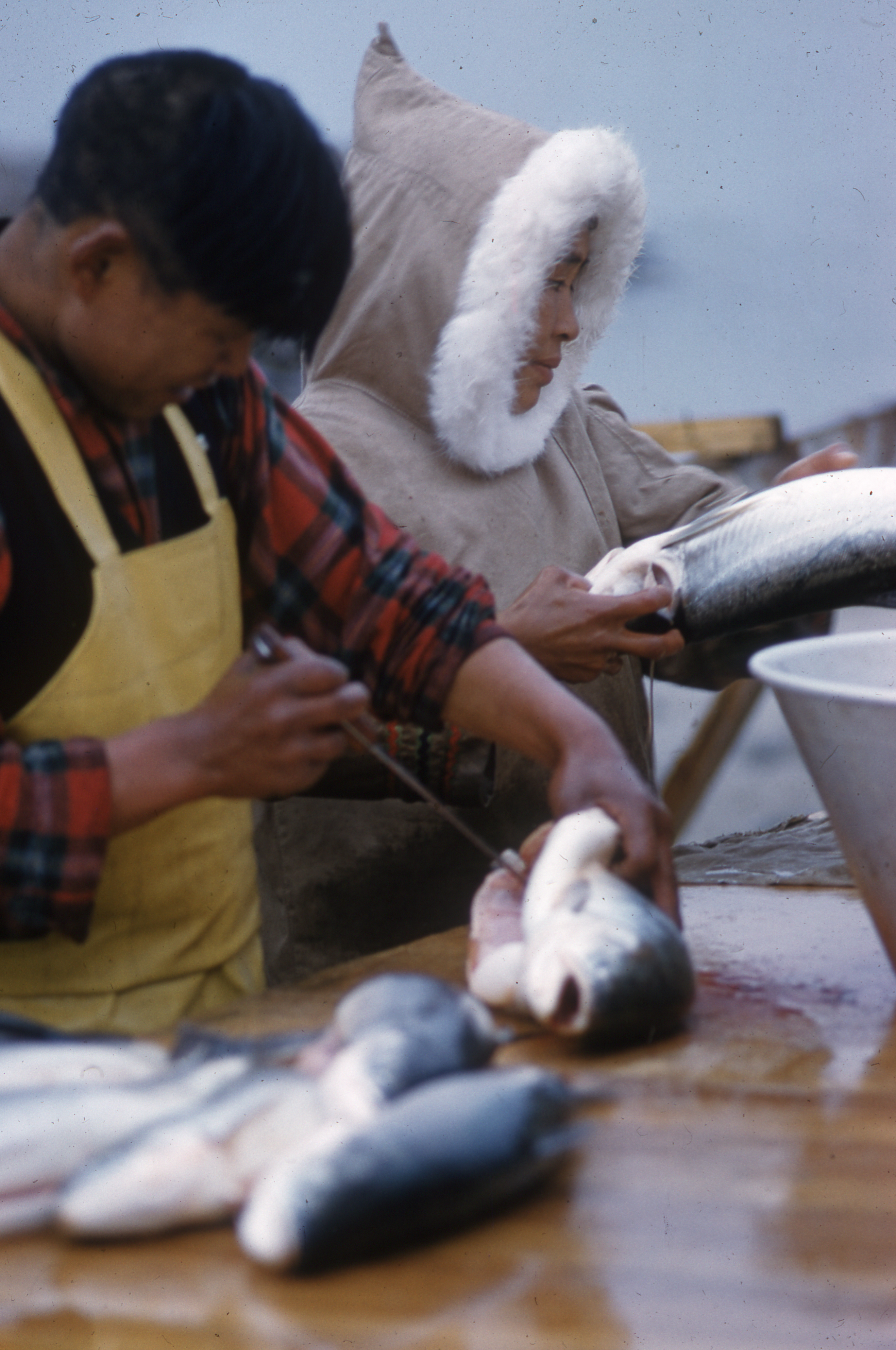 Cleaning arctic char in George River, Quebec, 1960