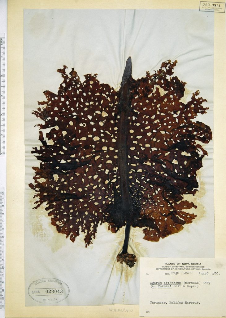 Photograph of Agarum cribosum specimen collected by Hugh Bell near Thrumcap, Halifax Harbour on August 6, 1930