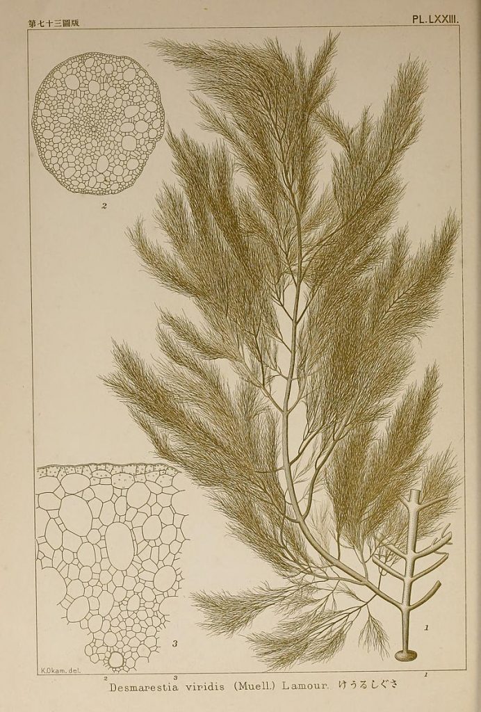 Illustration of Desmarestia viridis