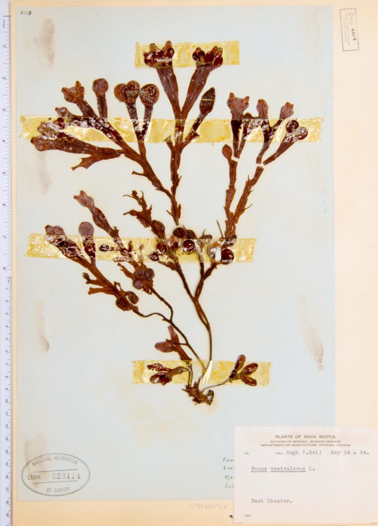 Photograph of Fucus vesiculosus specimen collected by Hugh Bell in East Chester on May 24, 1934.
