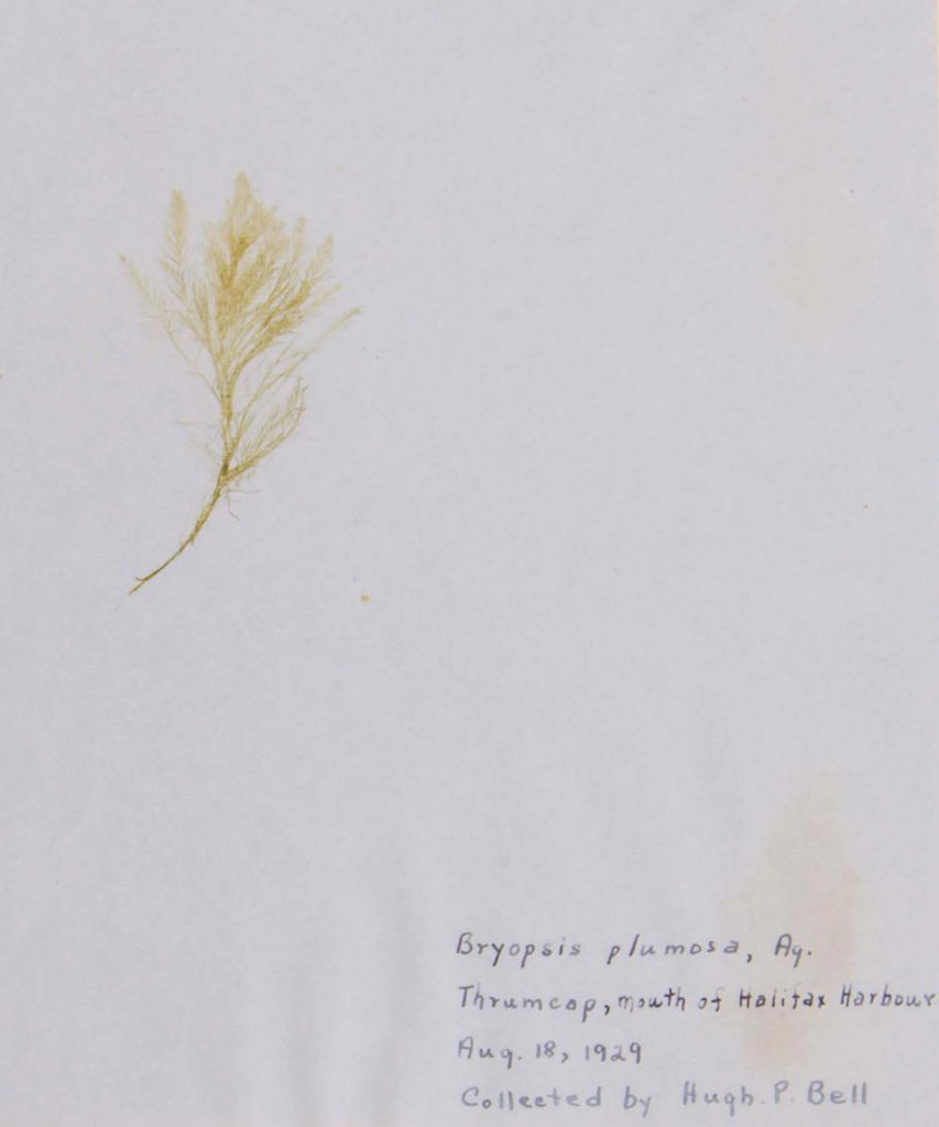 Photograph of Bryopsis plumosa specimen collected by Hugh Bell on August 18, 1929 in a similar location to the one noted on August 10, 1944.
