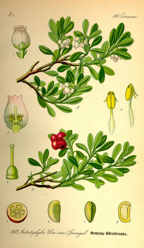 Illustration of Arctostaphylos uva-ursi (Bearberry)