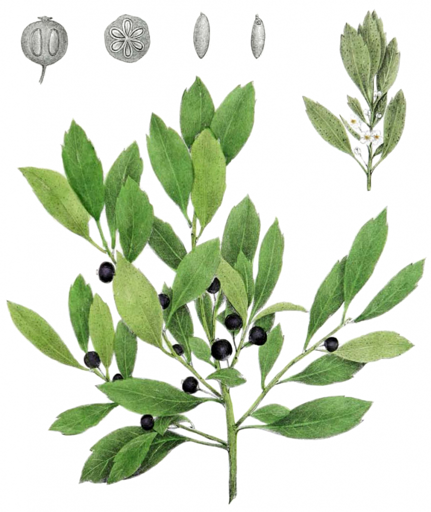 Illustration of Ilex glabra (Inkberry)