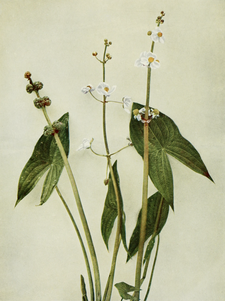 Illustration of Sagittaria latifolia (Broad-leaved Arrowhead)