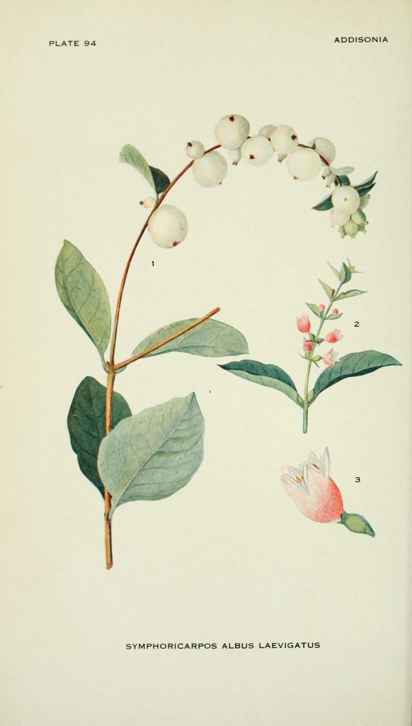 Illustration of Snowberry