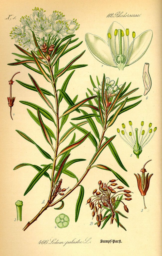 Illustration of Ledum palustre (Labrador Tea) from 1885.