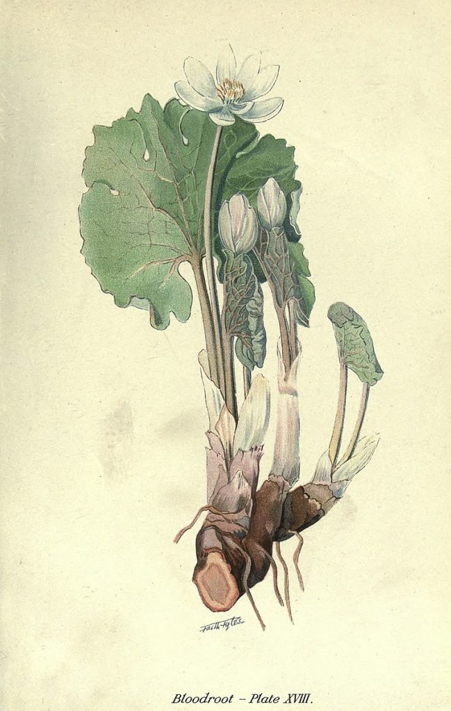 Illustration of Sanguinaria canadensis (Bloodroot)