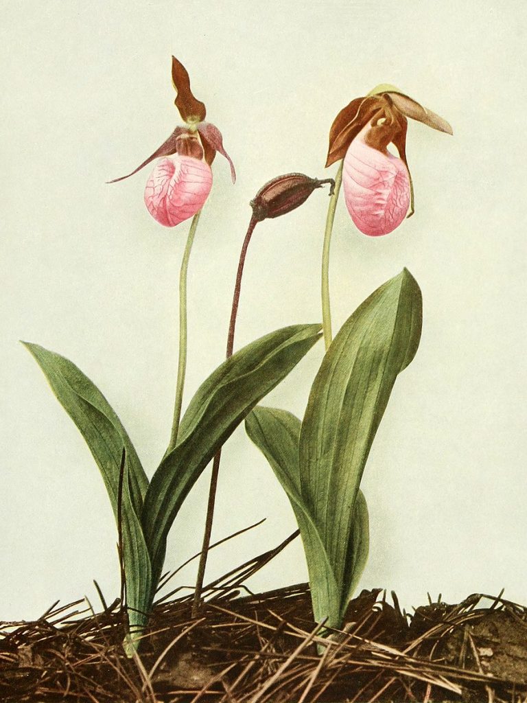 Illustration of Cypripedium acaule (Pink Lady Slipper, Moccasin flower)