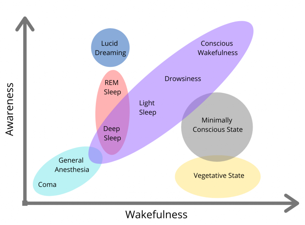 wakefulness and cognitive function