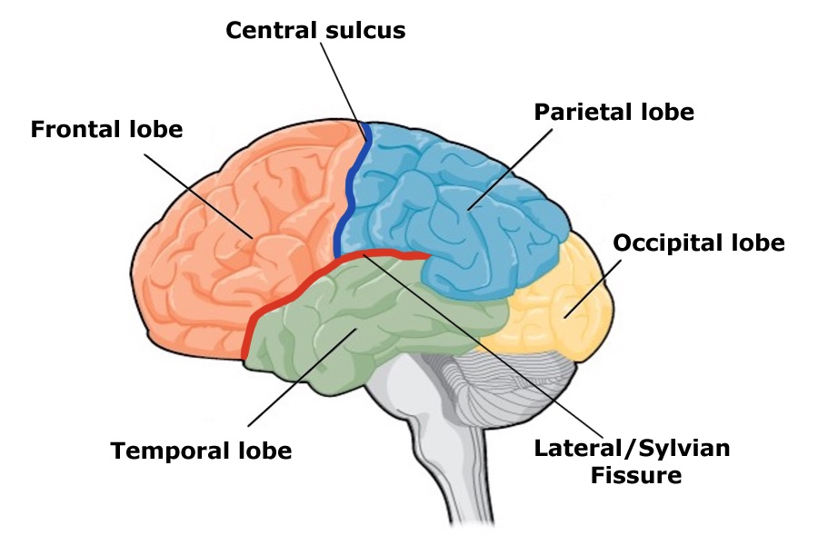 Side view of brain showing frontal lobe (orange), central sulcus (dark blue, separating frontal and parietal lobes), parietal lobe (light blue), occipital lobe (rear of brain, yellow), cerebellum and brainstem (grey, back/bottom of image), temporal lobe (green, under frontal and parietal), and lateral fissure (red, separating frontal and temporal lobes).