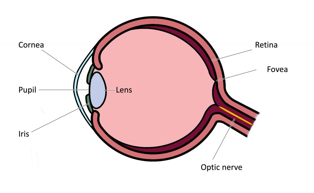 Different parts of the eye are labeled in this illustration. The cornea, pupil, iris, and lens are situated toward the front of the eye, and at the back are the optic nerve, fovea, and retina.