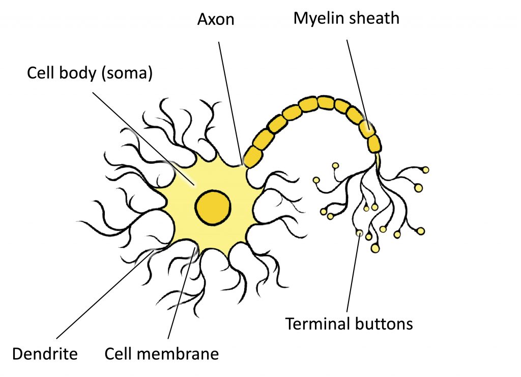 dendrite function in neuron