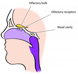 An illustration shows a side view of a human head and the location of the “nasal cavity,” “olfactory receptors,” and “olfactory bulb.”