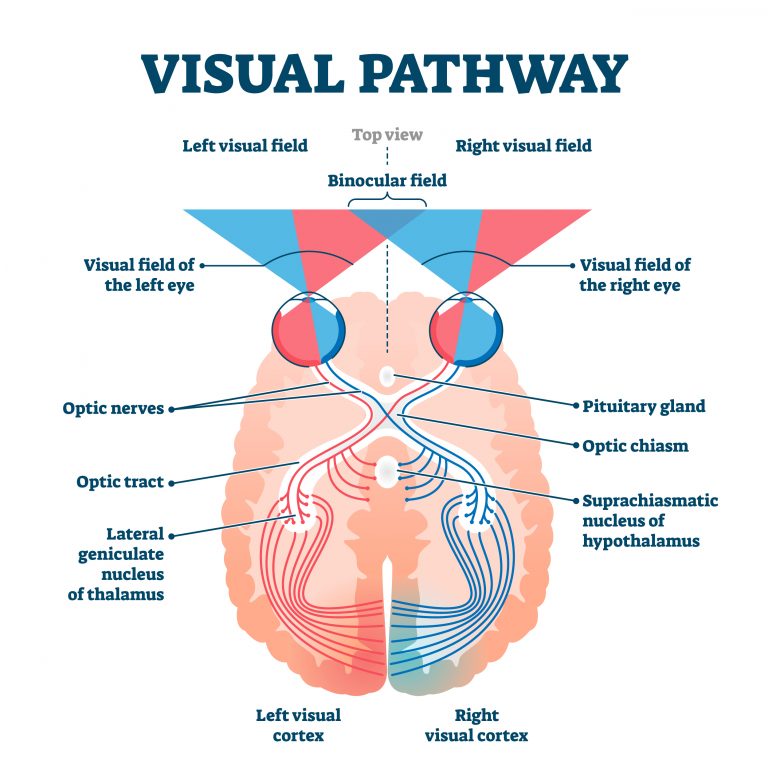 The Brain and Spinal Cord – Introduction to Psychology & Neuroscience